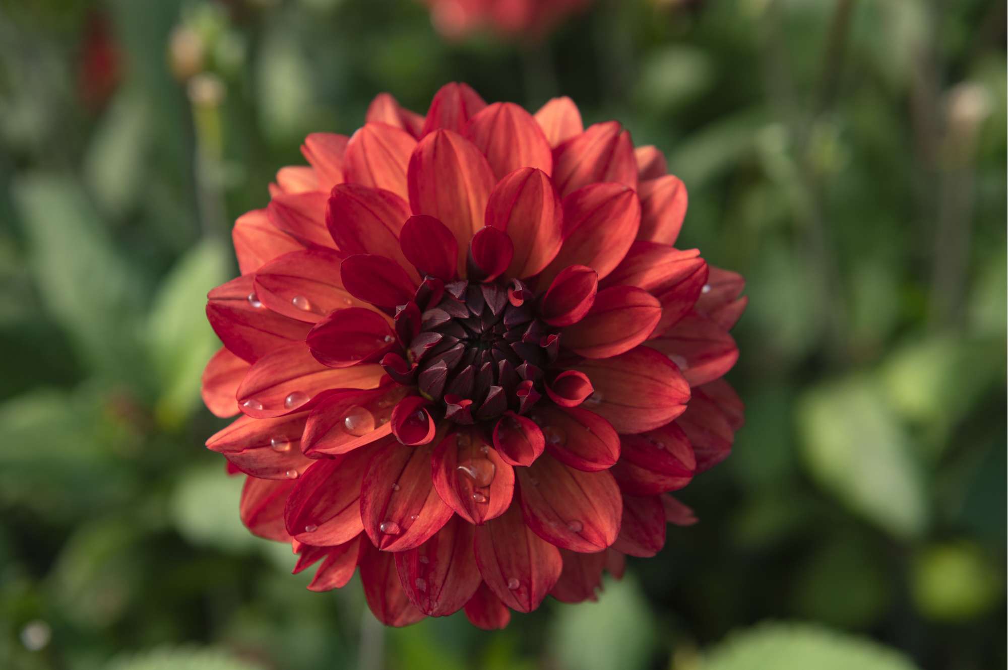 Dahlia 'Misses Miley'